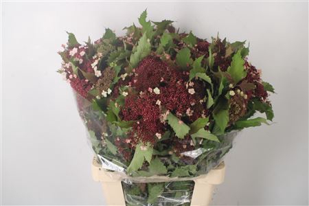 <h4>Viburnum Op Compactum Red</h4>