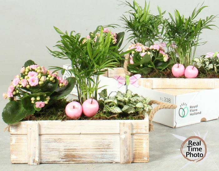 <h4>ARR KAMERPL</h4>