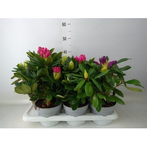 Rhododendron   ...mix