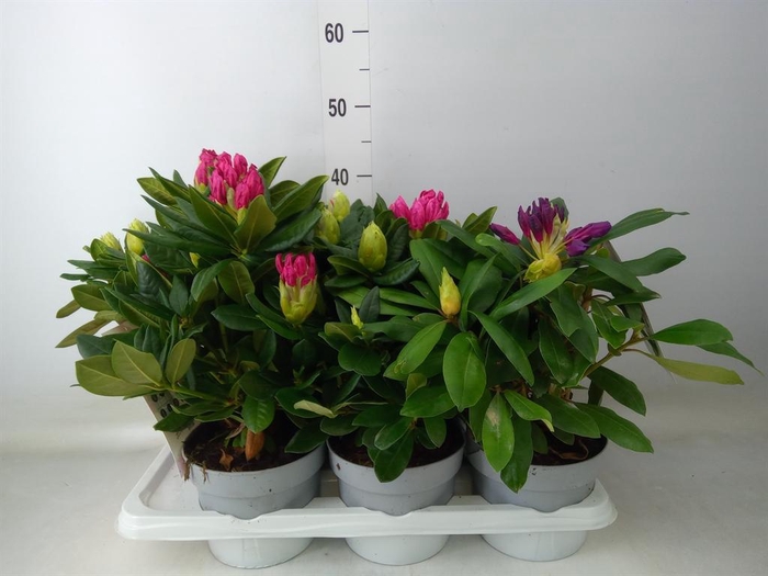 <h4>Rhododendron   ...mix</h4>