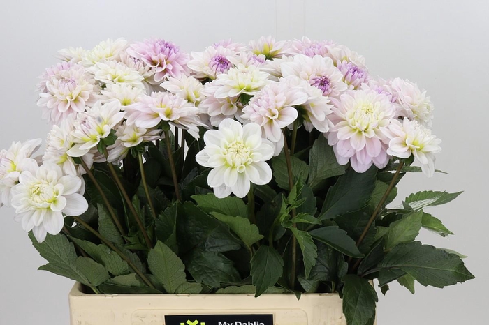 <h4>Dahlia Cayen</h4>