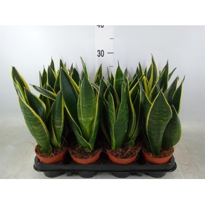 Sansevieria trifa.   ...