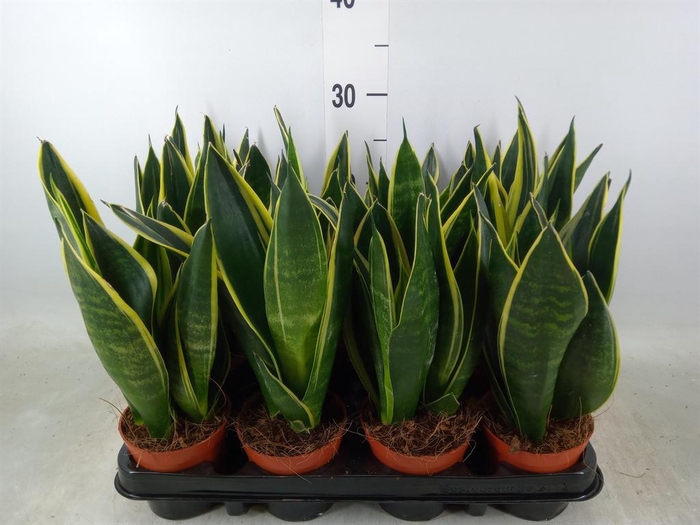 <h4>Sansevieria trifa.   ...</h4>