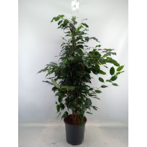 Ficus benja. 'Danielle'