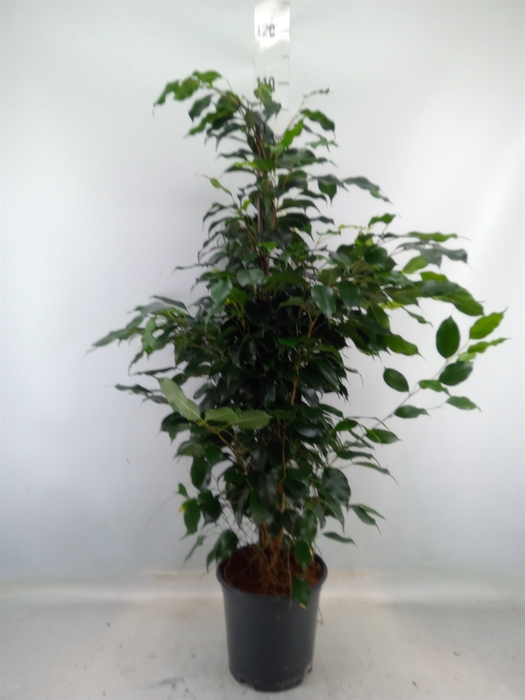 <h4>Ficus benja. 'Danielle'</h4>