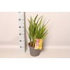 vaste planten 19 cm  Crocosmia Carmine Briljant  Karmijnrood