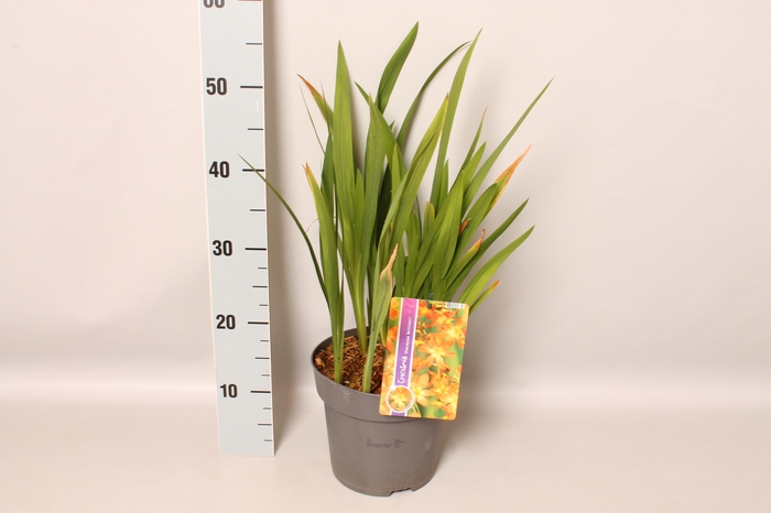 vaste planten 19 cm  Crocosmia Carmine Briljant  Karmijnrood