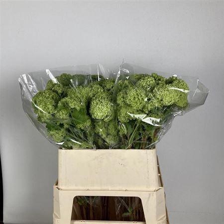 <h4>Viburnum Roseum St</h4>