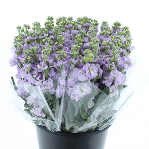 Matth Incana Iron Marine Super