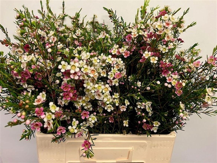 <h4>CHAME UN DUAL STAR</h4>