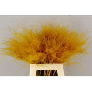 DF Stypha 60cm Bs Apricot