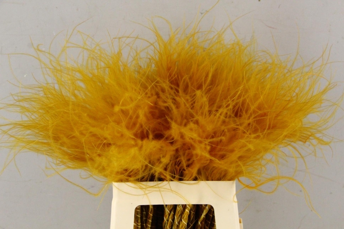 DF Stypha 60cm Bs Apricot