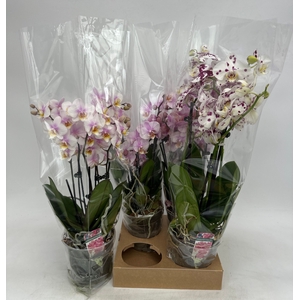 PHAL GEM