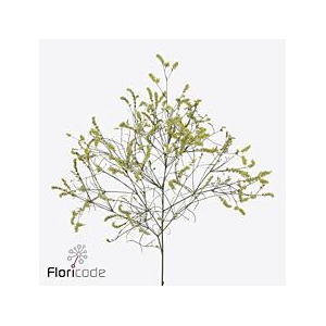 Limonium china lemon