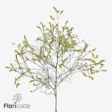 <h4>Limonium china lemon</h4>