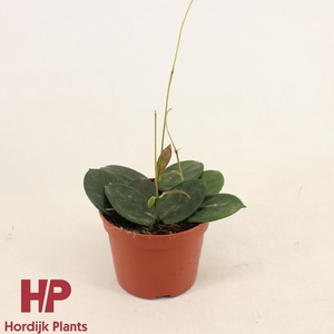 Hoya vangviengiensis P12