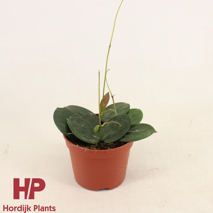 <h4>Hoya vangviengiensis P12</h4>