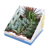 Aloe & Hawor Gem In Showbox