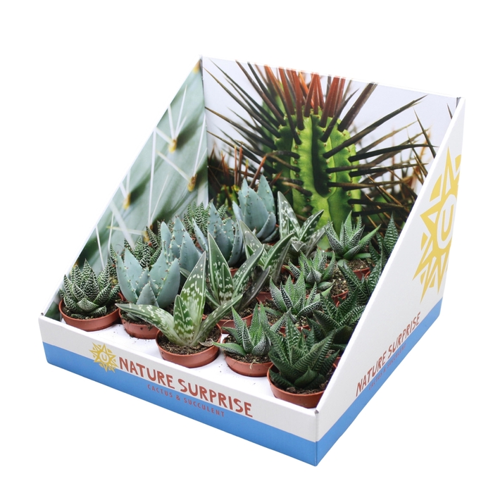 Aloe & Hawor Gem In Showbox