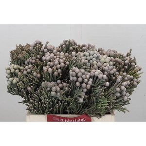 Kaaps Groen Silver Brunia