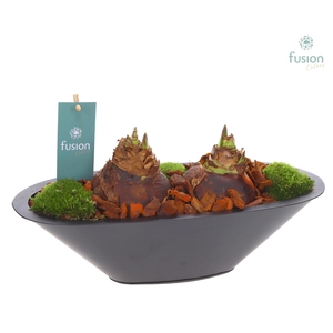 Schaal zink antraciet met Amaryllis