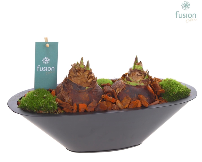 <h4>Schaal zink antraciet met Amaryllis</h4>