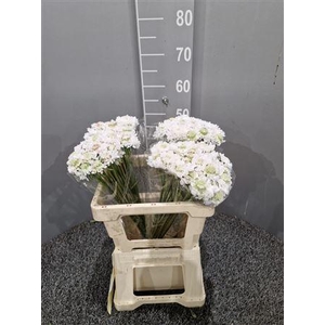 Scabiosa White