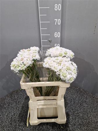 <h4>Scabiosa White</h4>