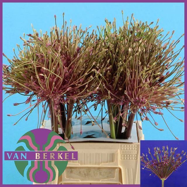 <h4>ALLIUM SCHUBERTII</h4>