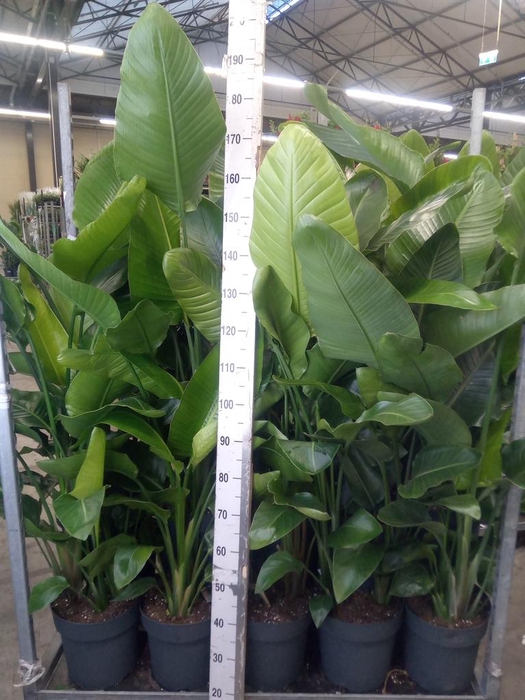 <h4>Strelitzia nicolai</h4>