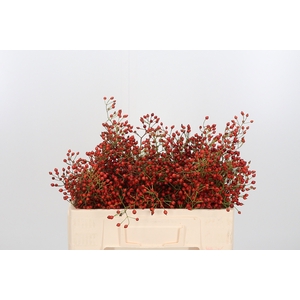 Rosa Prinsberry Fire