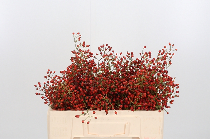 <h4>Rosa Prinsberry Fire</h4>