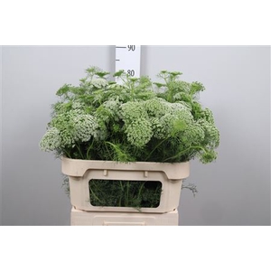 Ammi Vis Green Mist