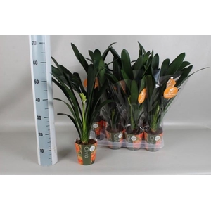 Clivia Mi