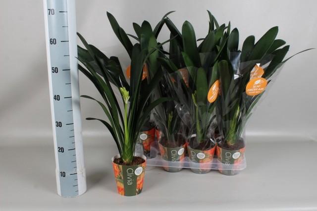 <h4>Clivia Mi</h4>
