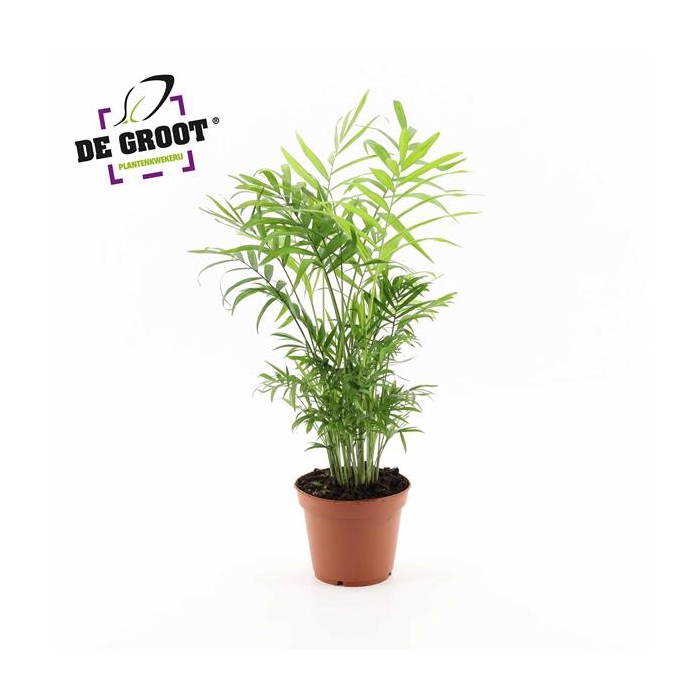 <h4>Chamaedorea Elegans</h4>