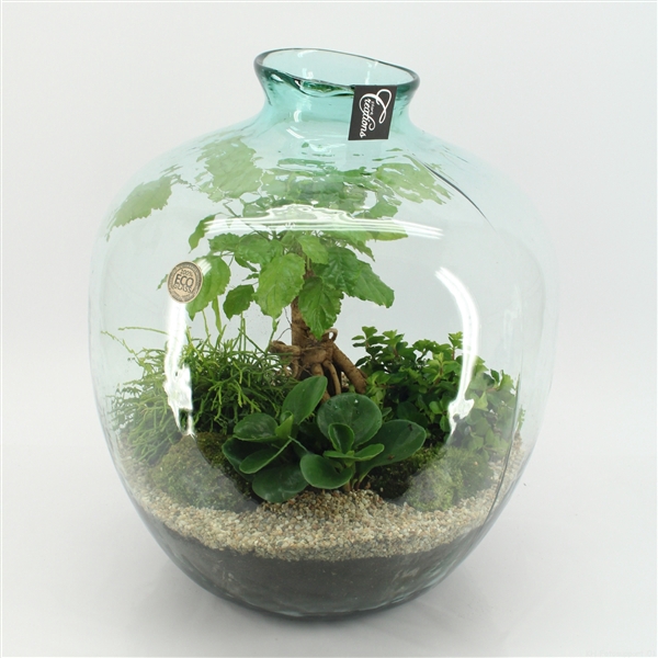 <h4>GRCR-2557 Green Essentials Terrarium</h4>