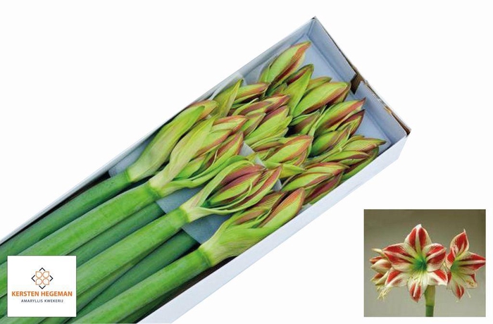 <h4>Hippeastrum ambiance</h4>