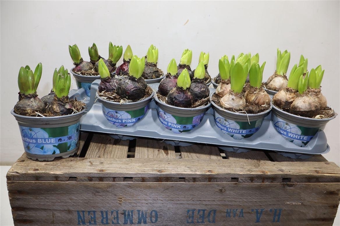 <h4>Hyacin Gem 3 Kl</h4>