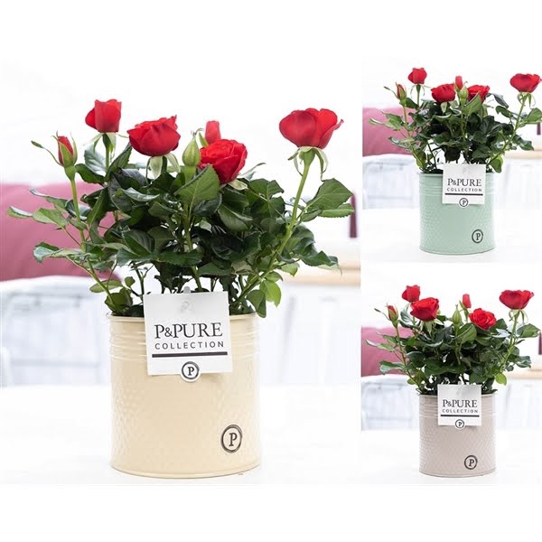 <h4>Rosa red in P&PURE zinc pot Louise 4 ass.</h4>