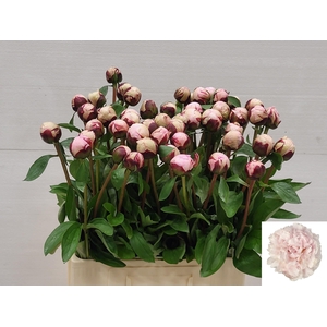 PAEO L REINE HORTENS