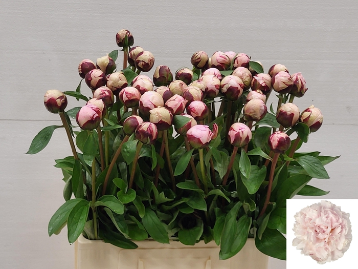 <h4>PAEO L REINE HORTENS</h4>