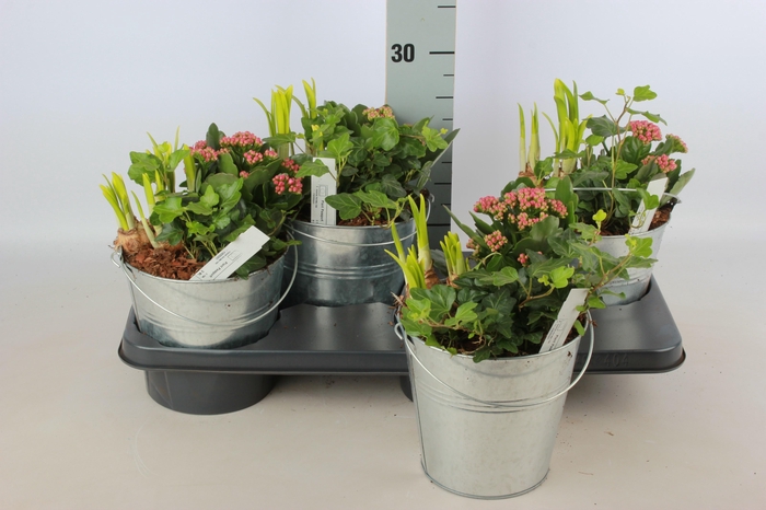 <h4>ARR TUINPLANTEN</h4>