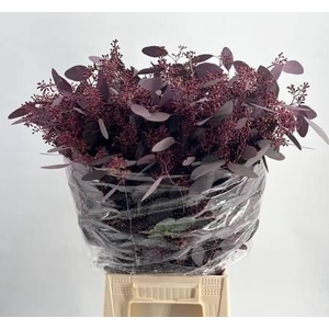 EUCA POPULUS GRAIN ABSORBED RED h%*