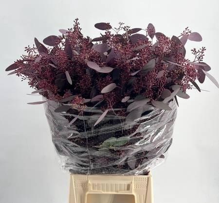 <h4>EUCA POPULUS GRAIN ABSORBED RED h%*</h4>