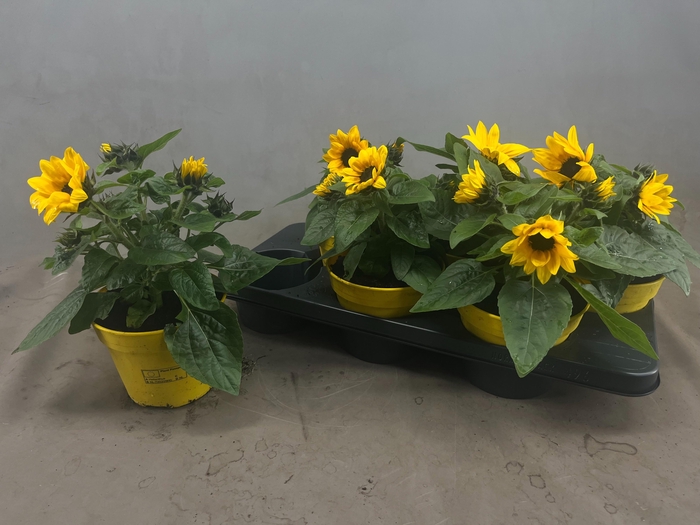 <h4>HELI SUNRAY YELLOW</h4>