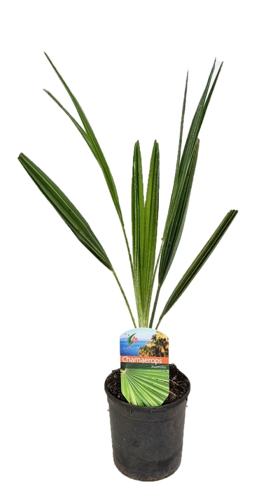 <h4>Chamaerops humilis</h4>