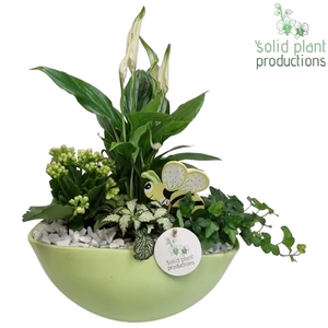 SP005 Eyleen Light Green