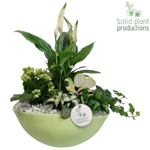 SP005 Eyleen Light Green