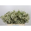 Chamelaucium Ivory Pearl
